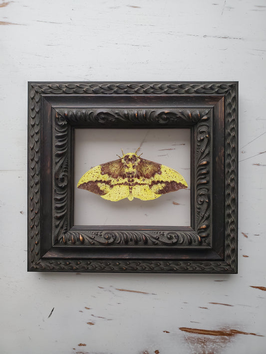 Imperial Moth
