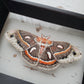 Cecropia Moth