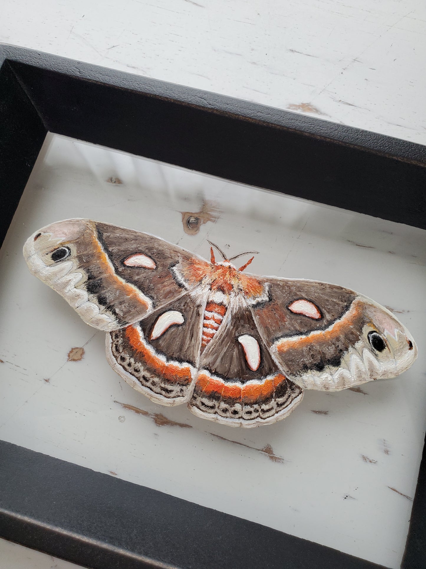 Cecropia Moth