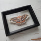 Cecropia Moth