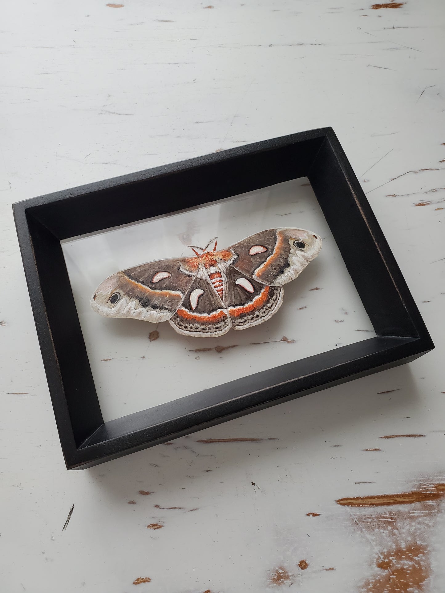 Cecropia Moth