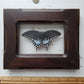 Spicebush Swallowtail