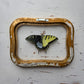 Tiger Swallowtail (Gynandromorph)