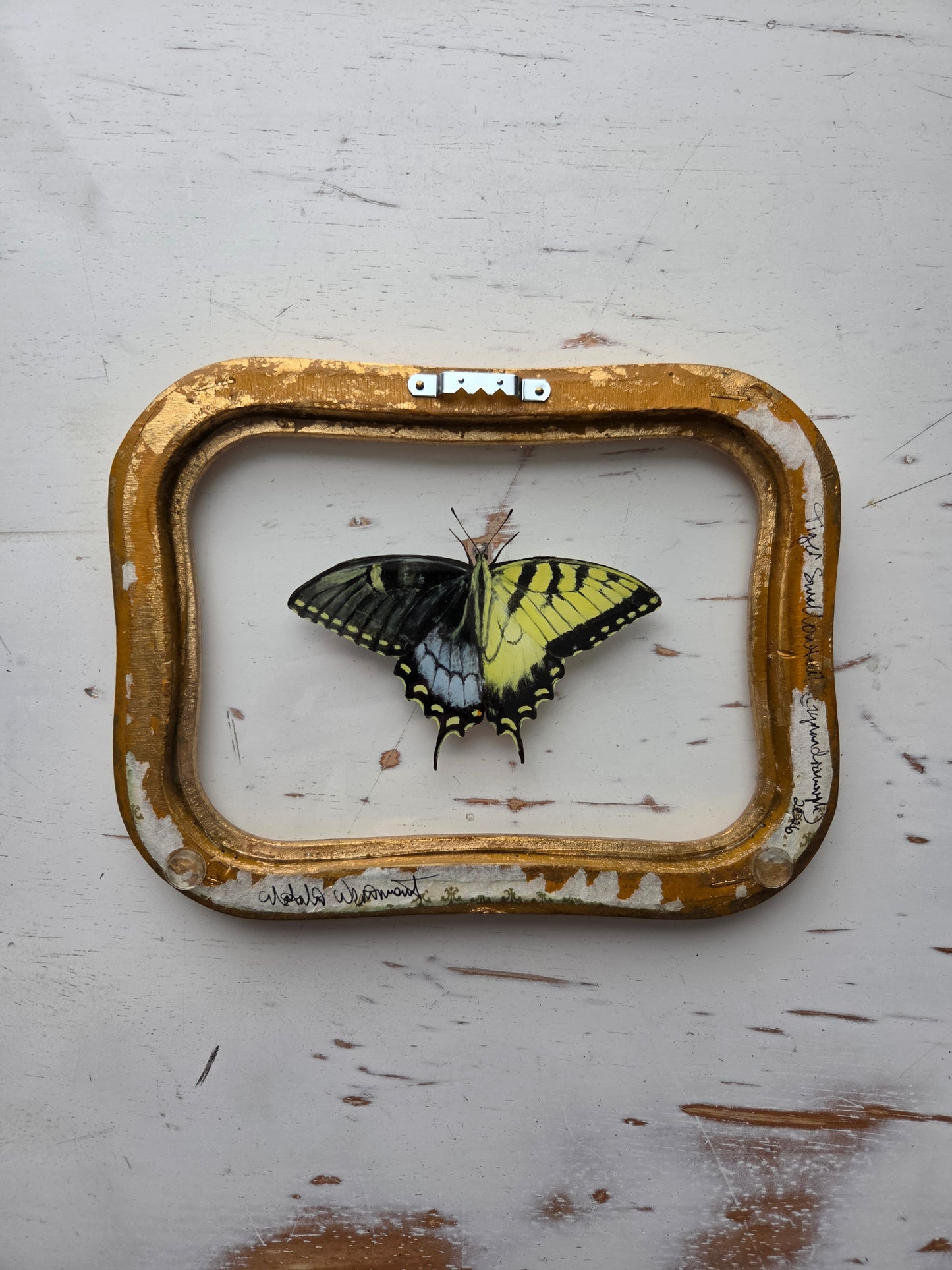 Tiger Swallowtail (Gynandromorph)