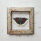 Mourning Cloak