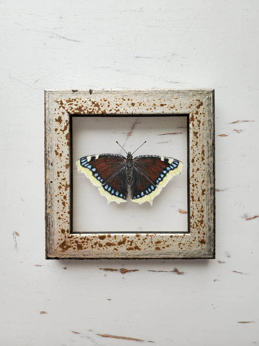 Mourning Cloak
