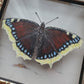 Mourning Cloak