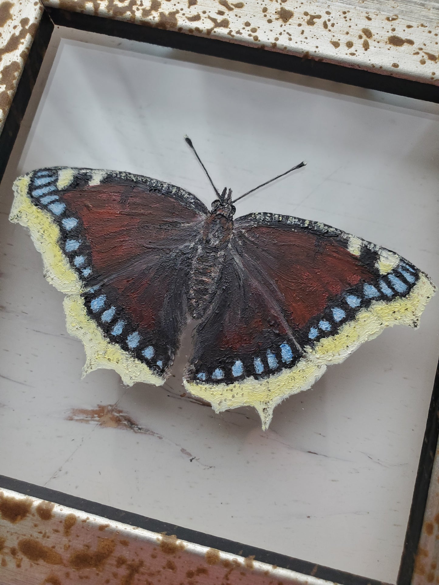 Mourning Cloak