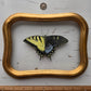 Tiger Swallowtail (Gynandromorph)