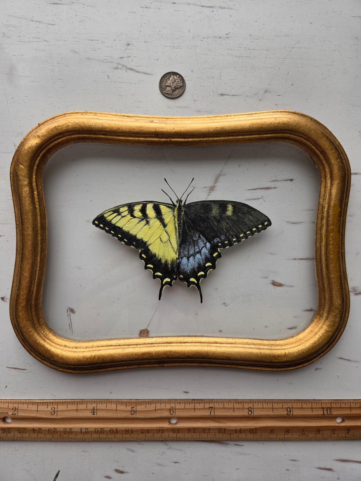 Tiger Swallowtail (Gynandromorph)