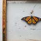 Monarch