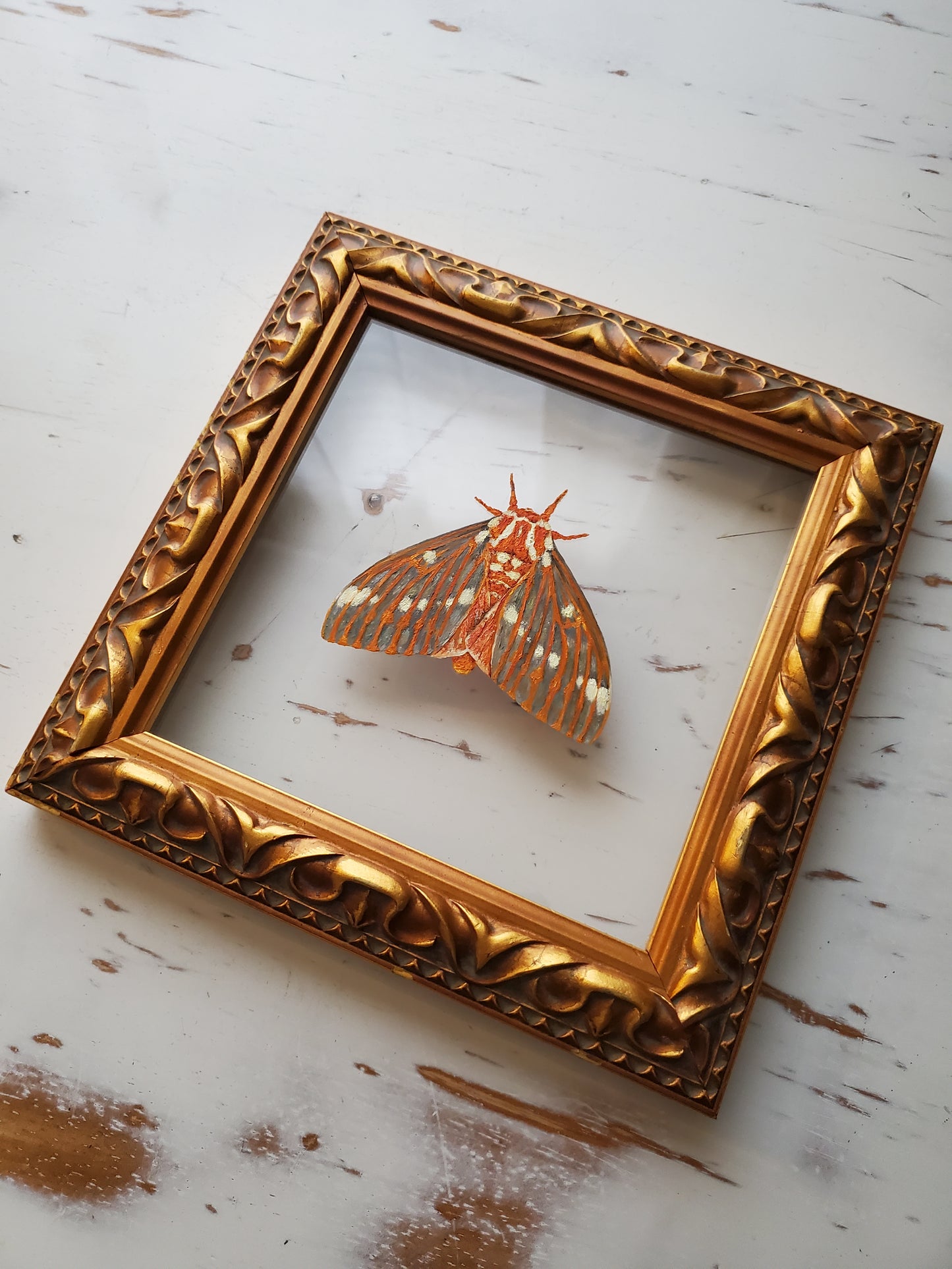 Regal Moth