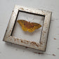 Great Spangled Fritillary
