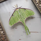 Luna Moth