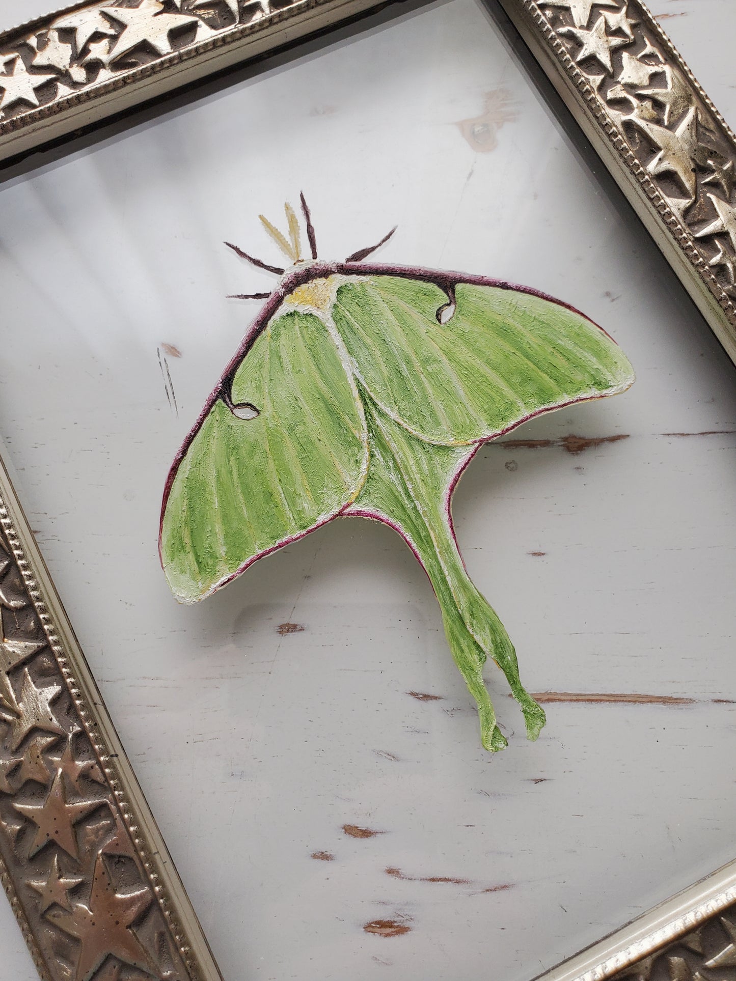 Luna Moth