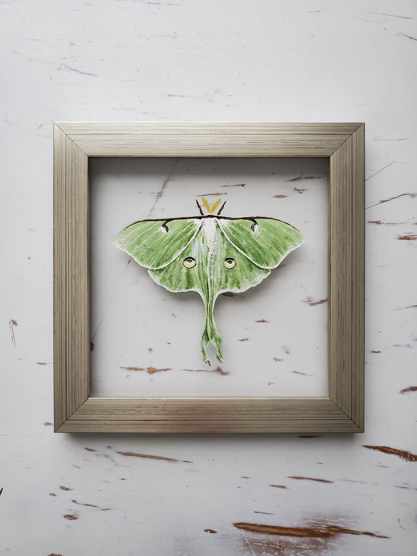 Luna Moth