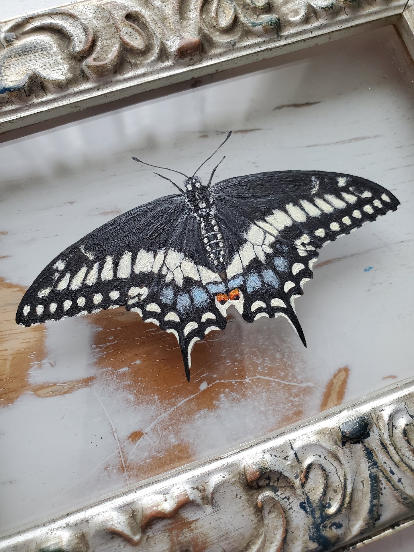 Black Swallowtail