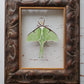 Luna Moth