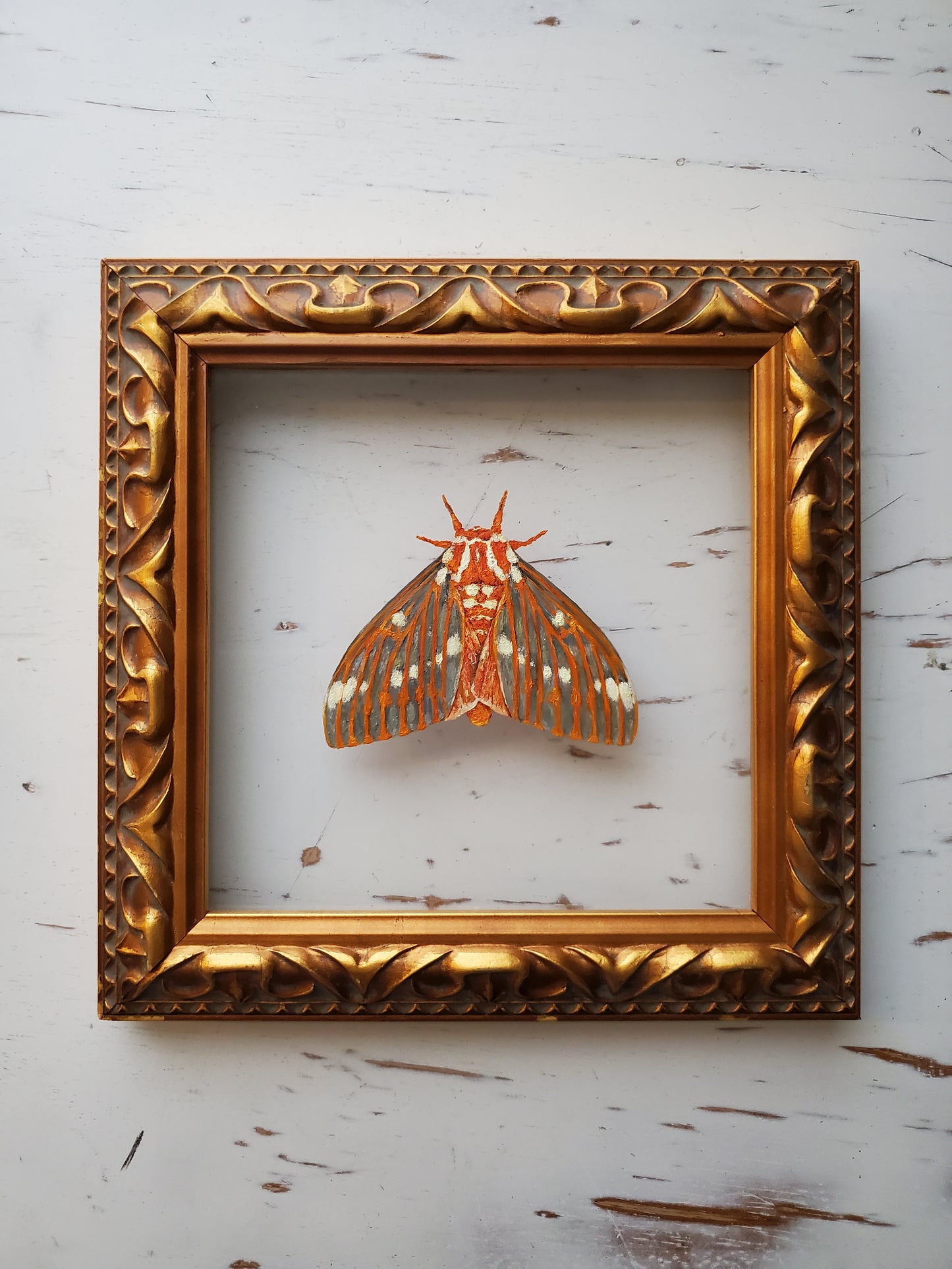 Regal Moth