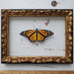 Monarch