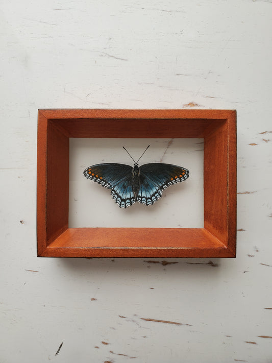 Red-spotted Purple