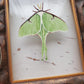 Luna Moth
