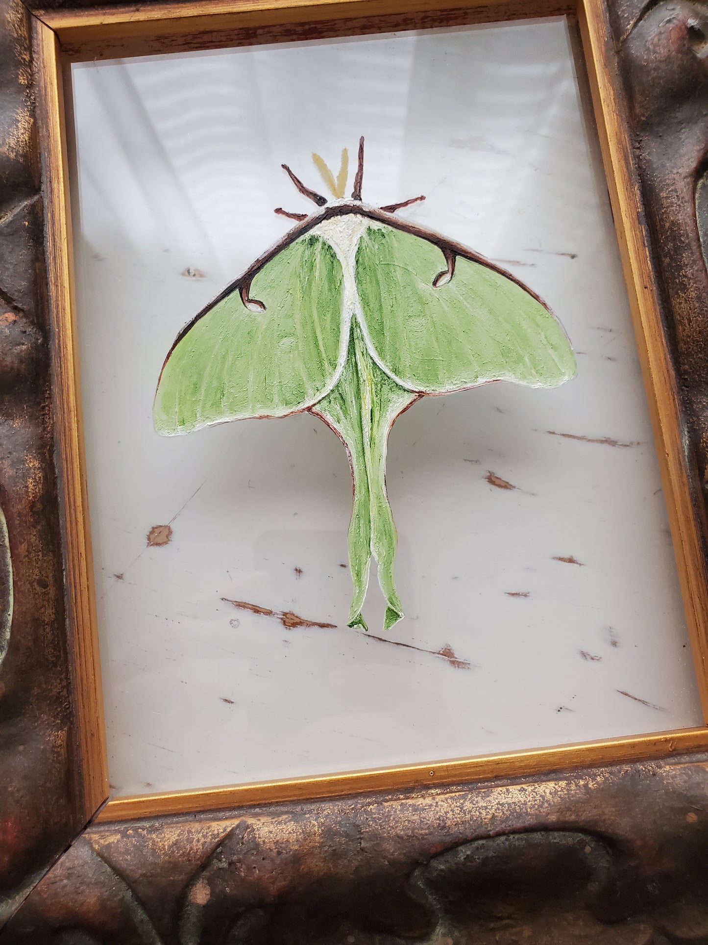 Luna Moth