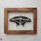 Giant Swallowtail