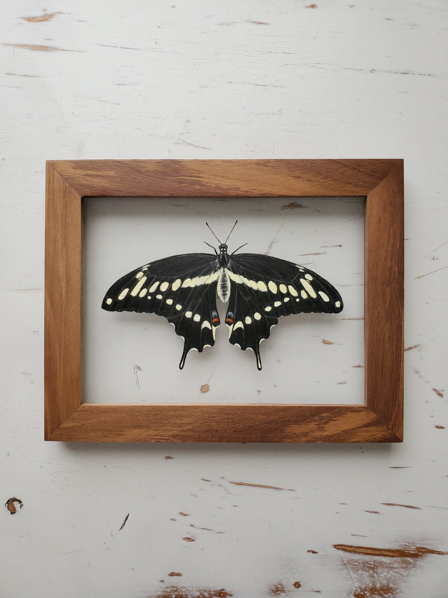 Giant Swallowtail
