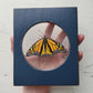 Monarch