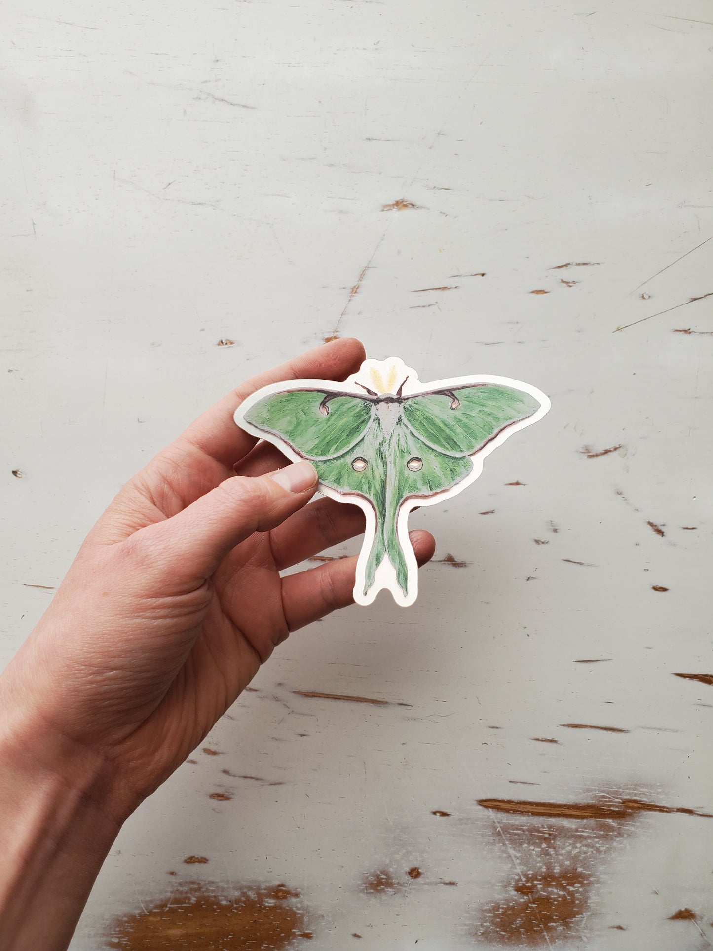 Luna Moth | Sticker