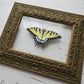 Tiger Swallowtail