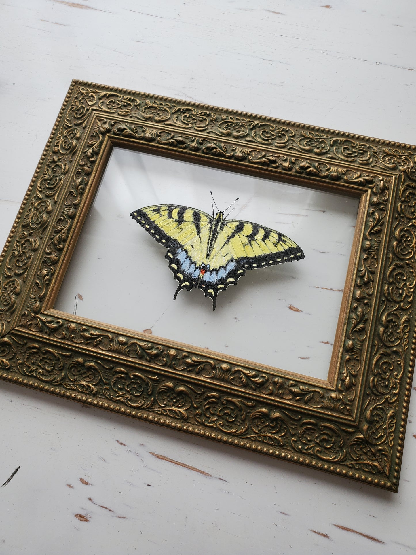 Tiger Swallowtail