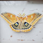 Polyphemus Moth