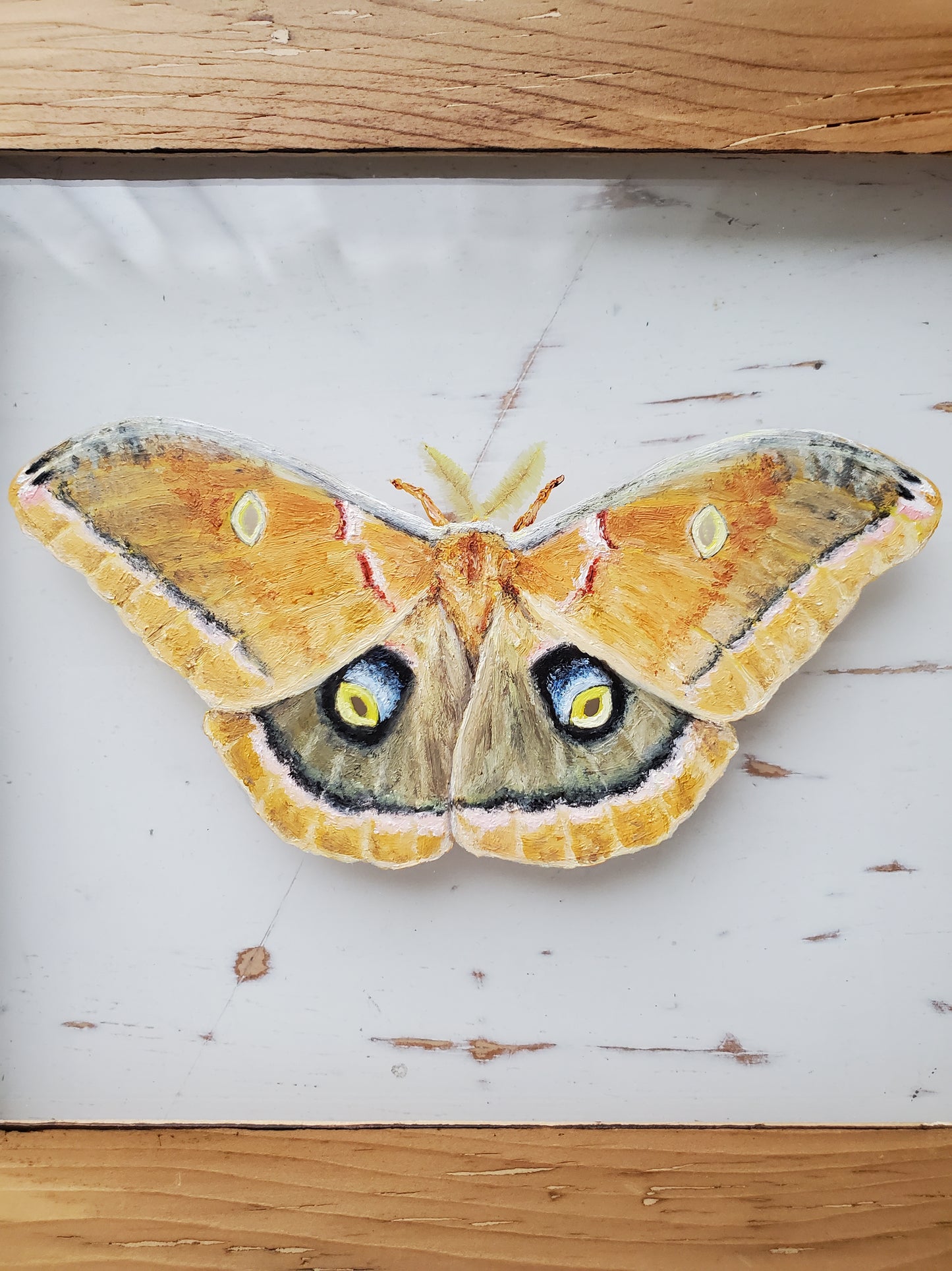 Polyphemus Moth