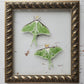 Luna Moths
