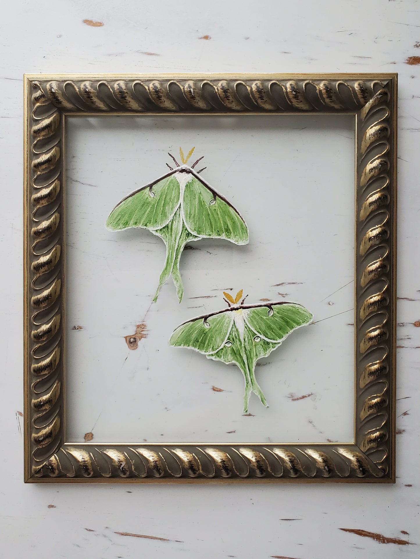 Luna Moths
