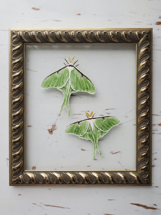 Luna Moths