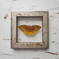 Great Spangled Fritillary