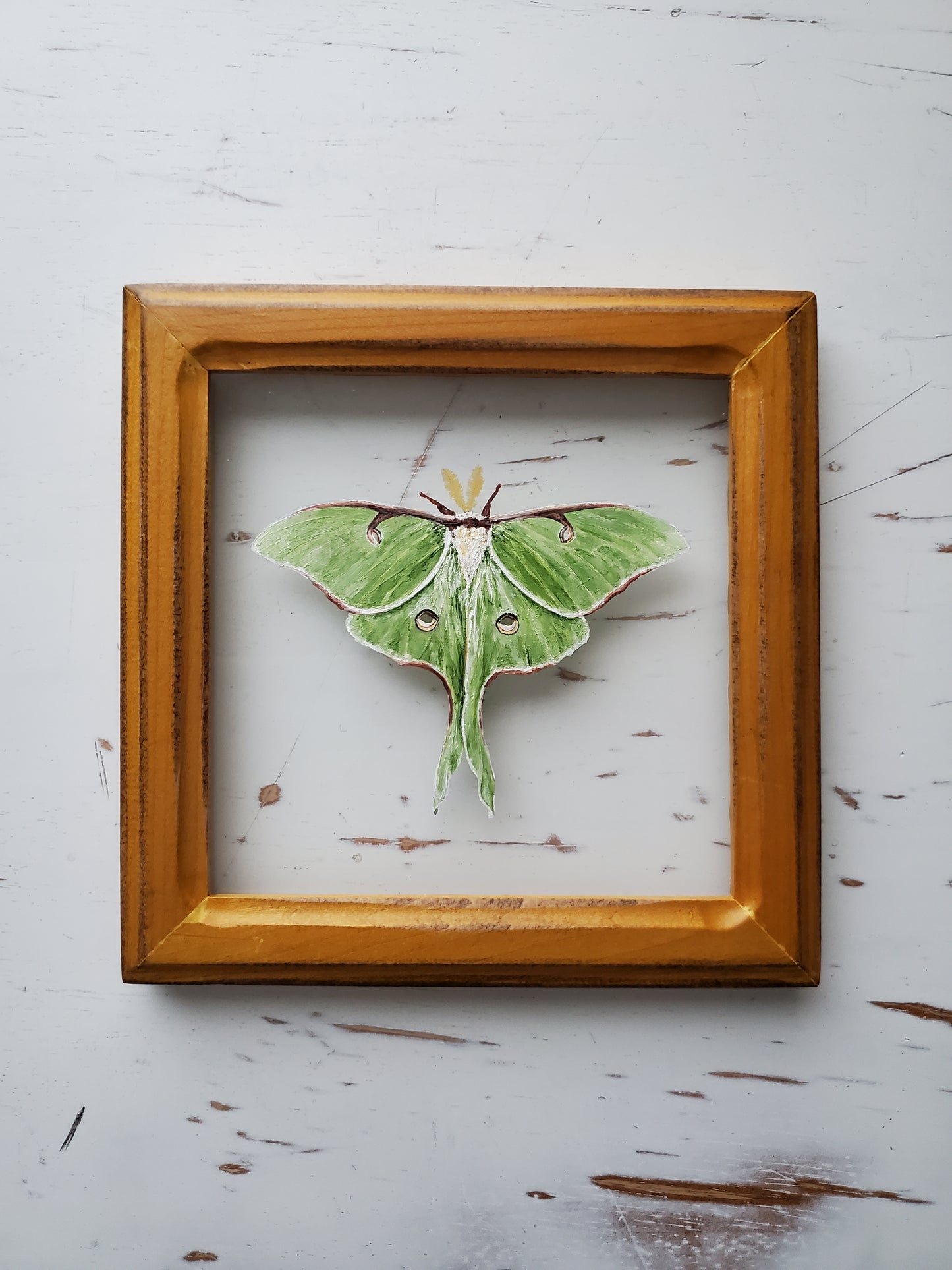 Luna Moth