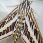 White-lined Sphinx