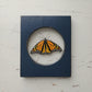 Monarch