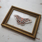 Cecropia Moth