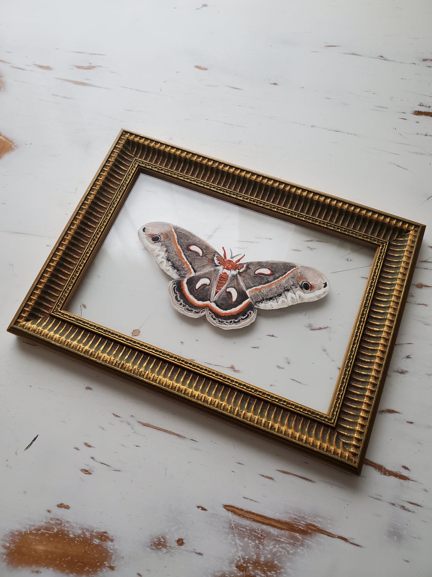 Cecropia Moth