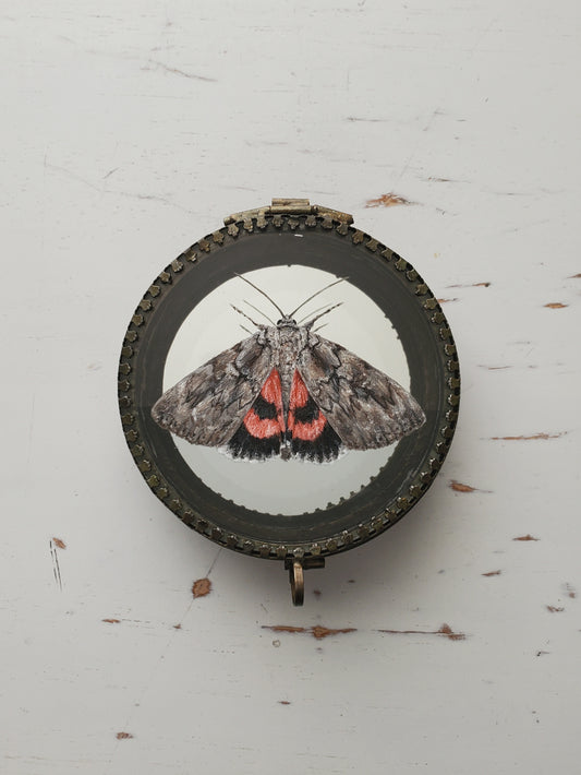 Sweetheart Underwing Moth + Trinket Box