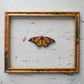 Monarch