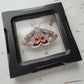 Sweetheart Underwing