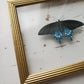 Pipevine Swallowtail