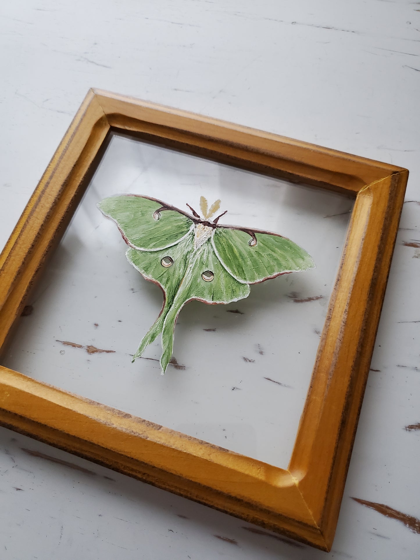 Luna Moth