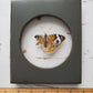 Common Buckeye